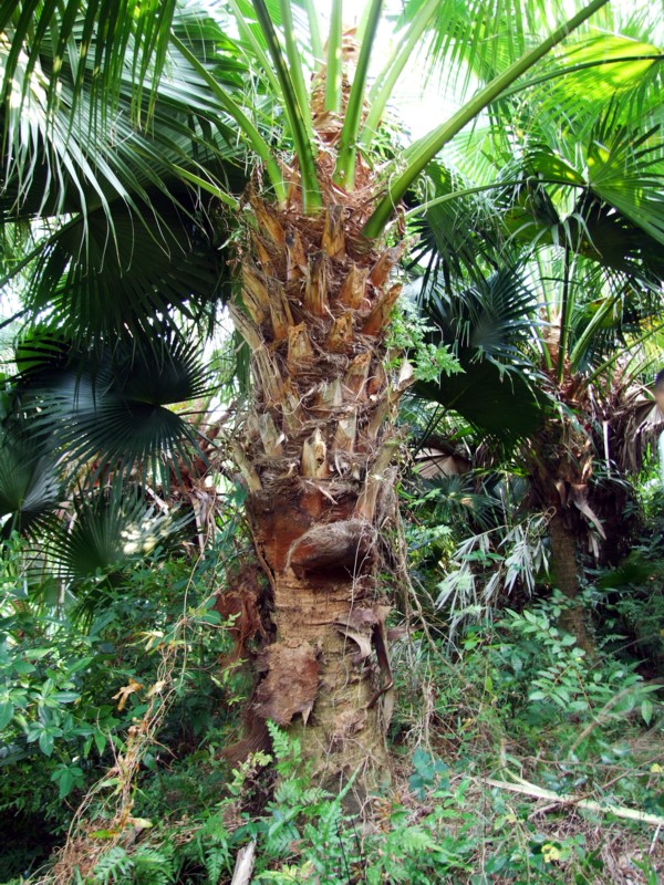 这里有一片生长茂盛的葵扇树(图)