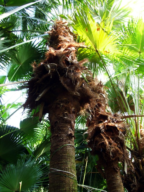 这里有一片生长茂盛的葵扇树(图)