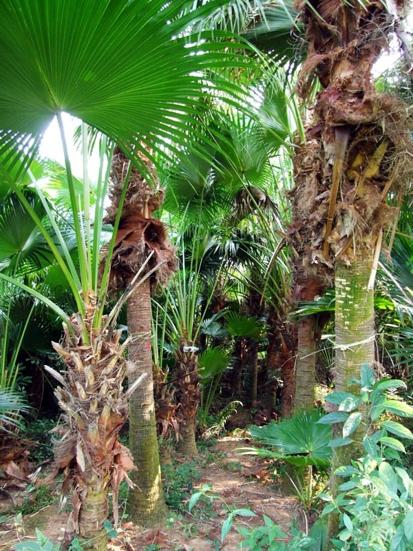 这里有一片生长茂盛的葵扇树(图)