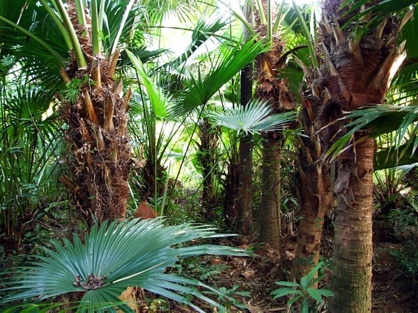 这里有一片生长茂盛的葵扇树(图)