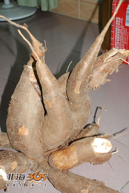 由12截木薯缠绕长成(奇怪组图)