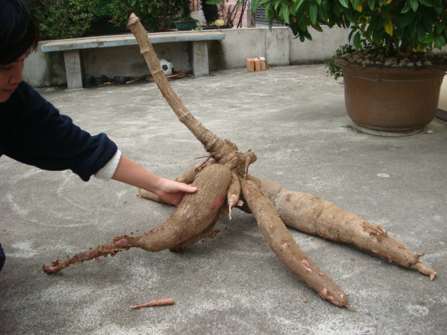 由12截木薯缠绕长成(奇怪组图)