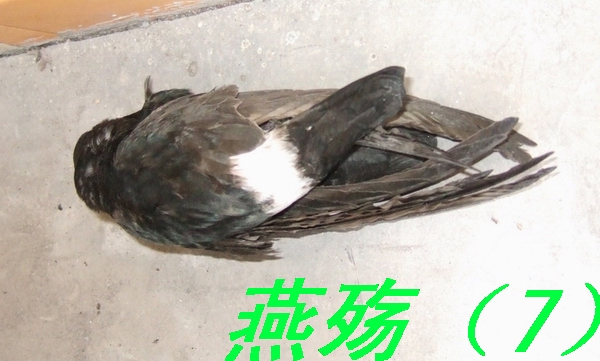 燕殇——两只燕子至死不渝的故事(组图)