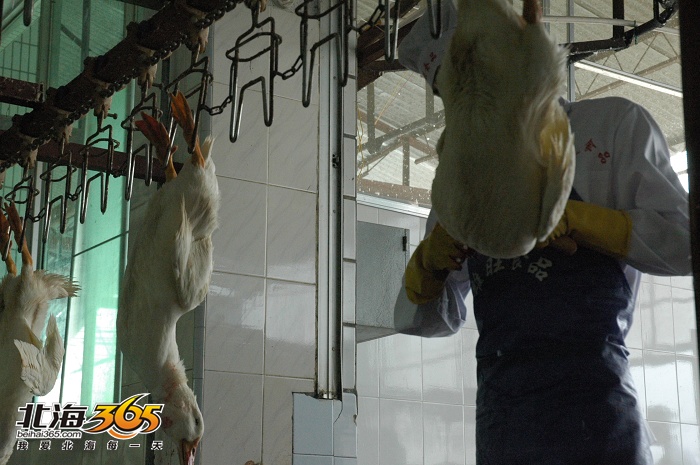 被电晕的家禽进入放血线,由工人割喉进行放血(场面确实有点血腥.