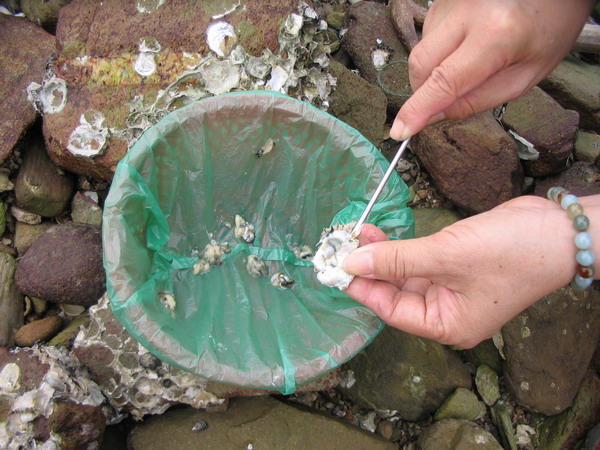 还可以自己动手,凿蚝蛎,捡螺仔