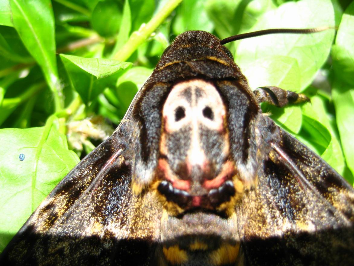 "人面怪兽"(多图)