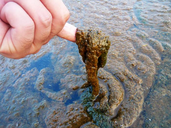 银滩管委会哪去了?大球那喷水池里漂着很多像大便的东西(图)