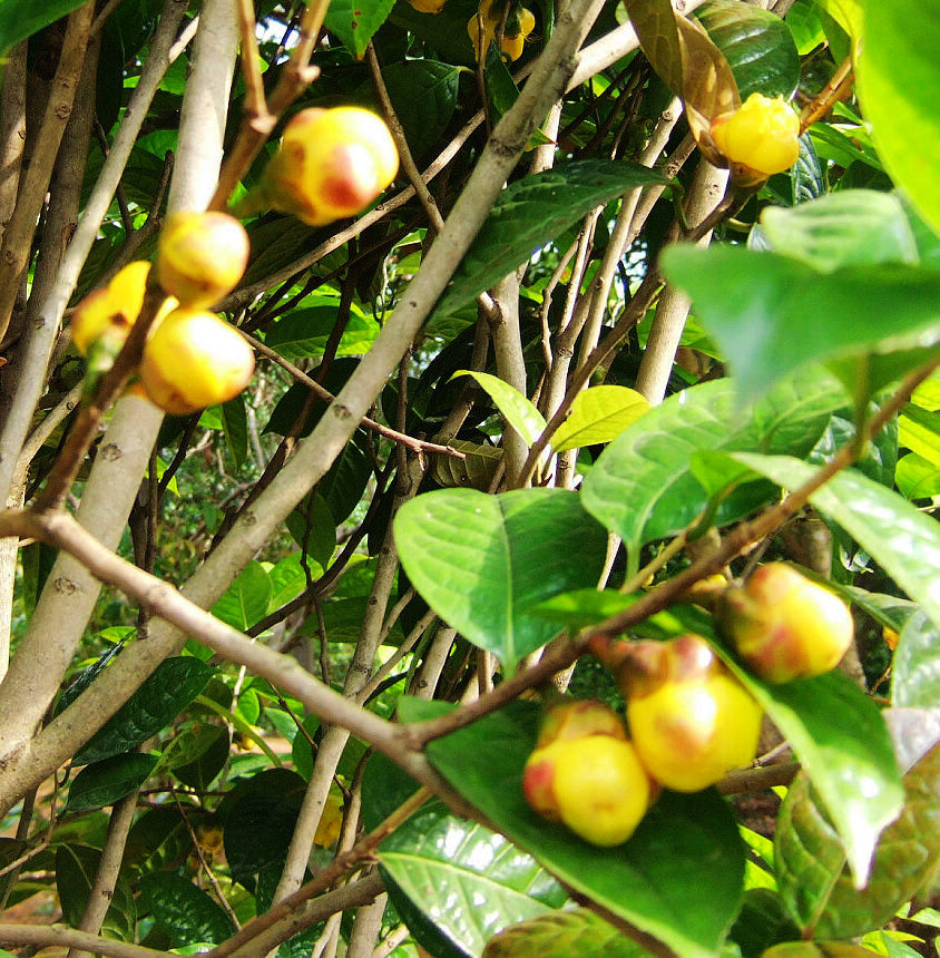 金花茶又开了,今朝分外艳,绝色凭君识(图文)