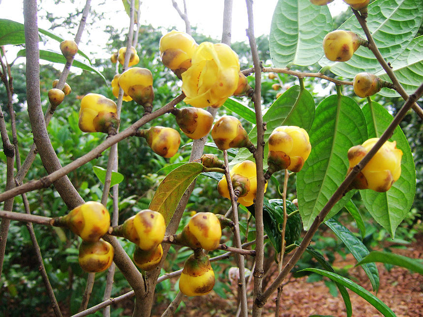 金花茶又开了,今朝分外艳,绝色凭君识(图文)