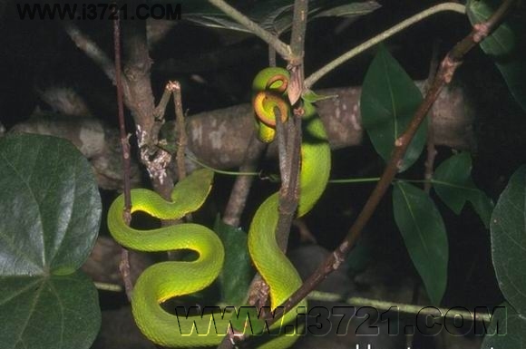 毒蛇"光顾"居民家中 北海消防成功抓捕放生