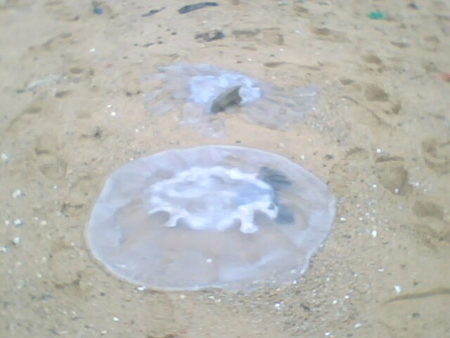 北岸海滩大量水母搁浅死亡图