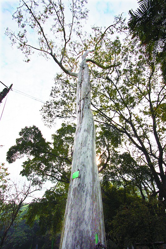 连续几天看到一个老太太在给公园前的树剥皮(图)