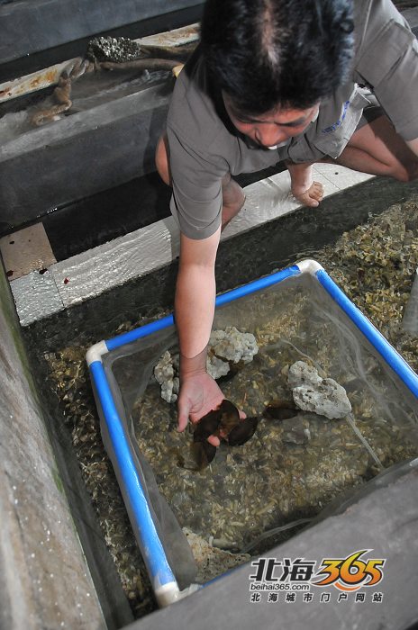 你见过鲨鱼生蛋吗?嘿嘿,有点像鲍鱼,又有点像扁豆(鲨鱼蛋组图)