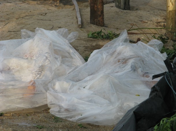 西场镇后港桥淹死两个小孩(图)