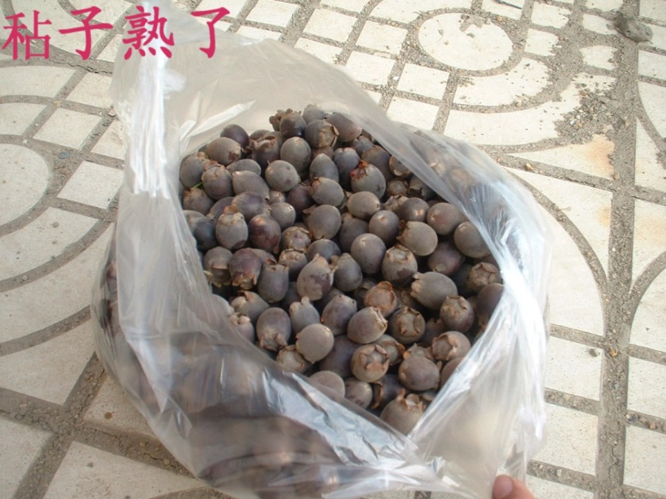 野果"念子"已经成熟 提前上市