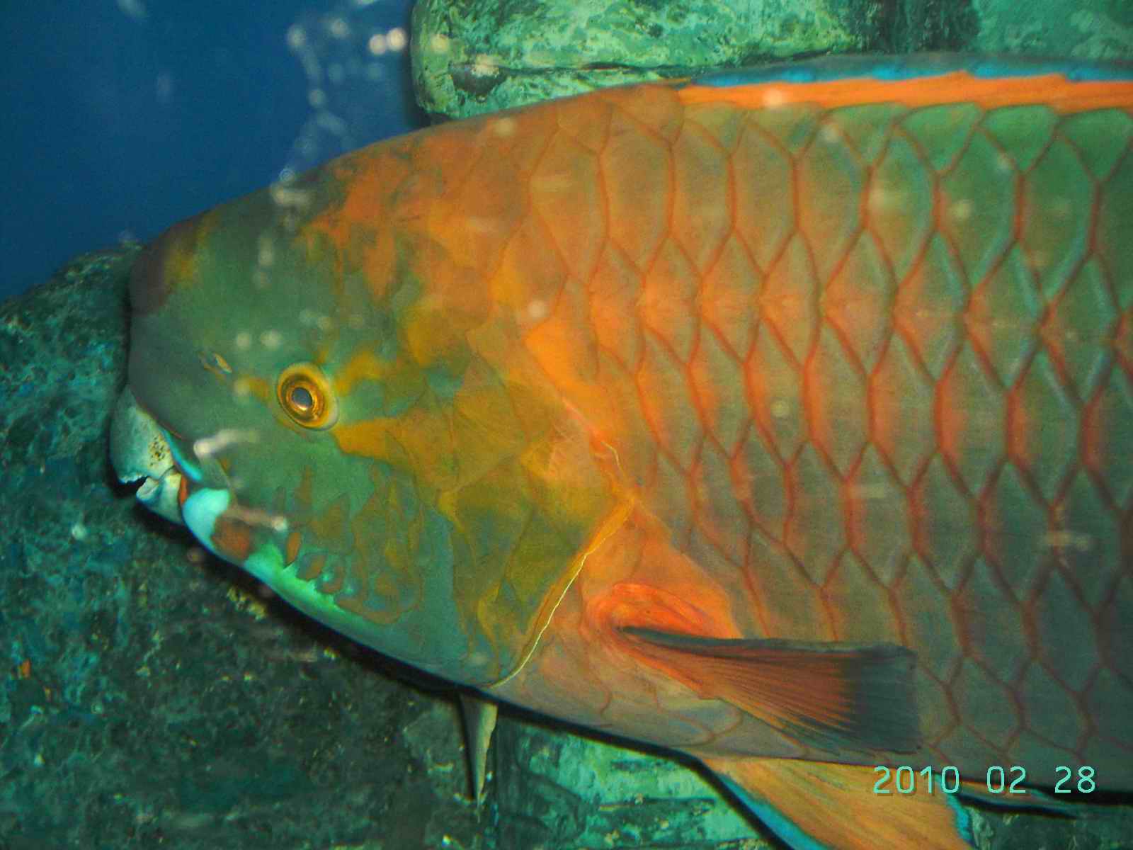 北海海底世界新进宝贝,难得一见的焰红鹦哥,可不是鸟哟(图)