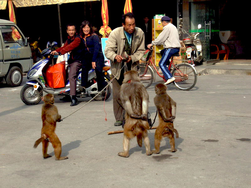 国家二级保护动物任人摆布,猴子被逼沿街耍把戏成了江湖佬的乞讨工具!