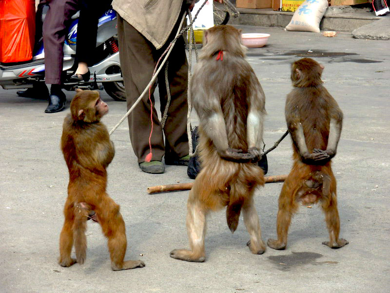 國家二級保護動物任人擺佈,猴子被逼沿街耍把戲成了江湖佬的乞討工具!