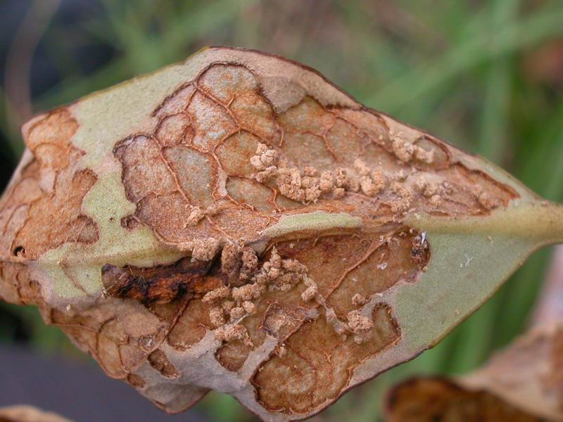 山口红树林保护区发生40年来最严重的病虫害