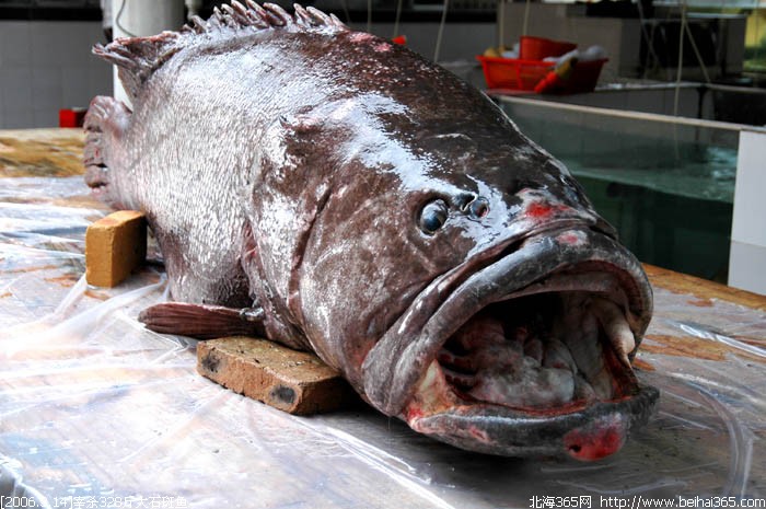 2006314现场目击宰杀328斤超级大石斑鱼全程记录宰杀过程精彩怎能错过