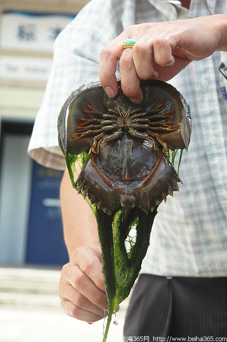 (2006.7.21)绿毛鲎现身北海(难得一见的pp)