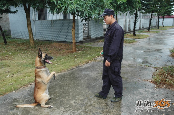 警犬训练口令手势手册图片