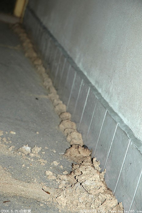 (2006.5.25)发现北海迄今为止最大的白蚁窝(触目惊心的现场照片)