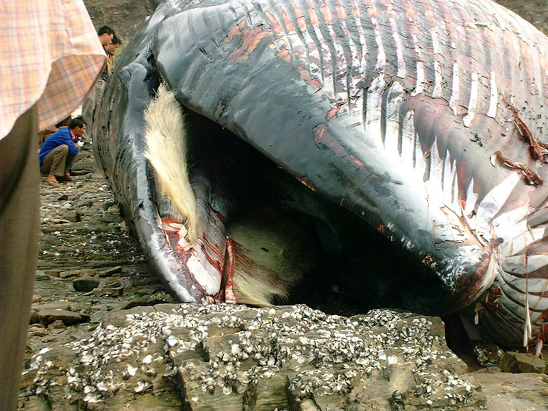 鲸鱼的嘴巴   last edited by j20537 on 2004-2-25 at   :48 ]