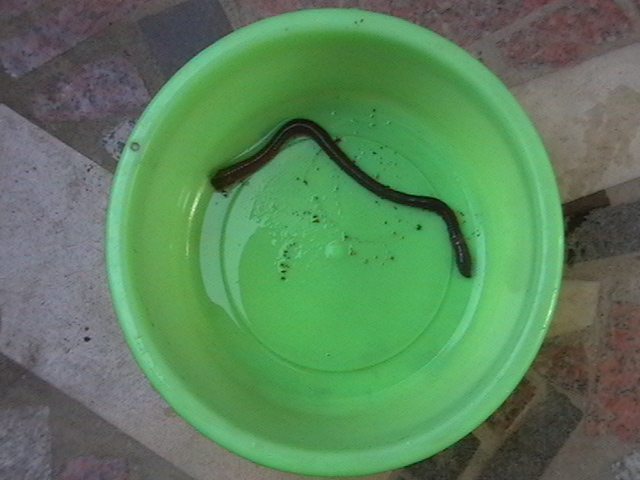 29晚整理花园时,从泥中挖出的巨大蚯蚓(这么大的蚯蚓你见过吗?