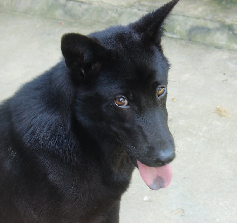 小宝:我把我家多多许配给你家秋秋如何?