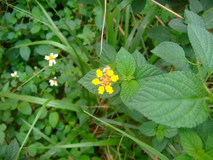 传说中的头晕花.