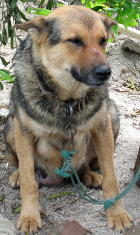 出售一个月多杂小狼狗,价格面议