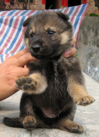 二个月小狼狗图片图片