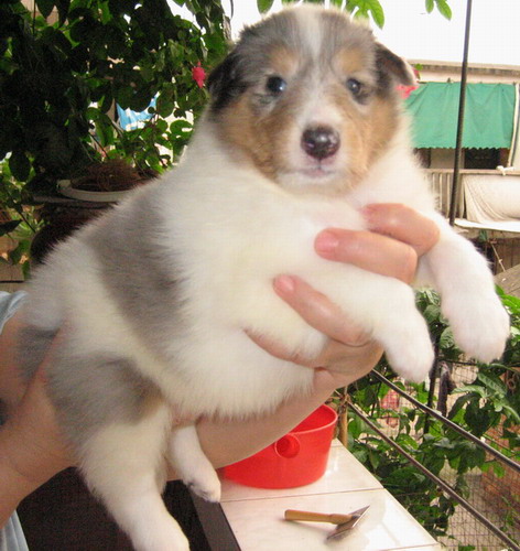 出售一窝不错的3色苏牧 (已售完~感谢大家支持)