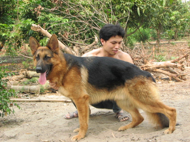 纯种德牧年青种公对外配种.