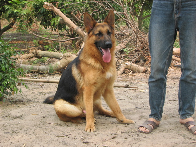 纯种德牧年青种公对外配种.