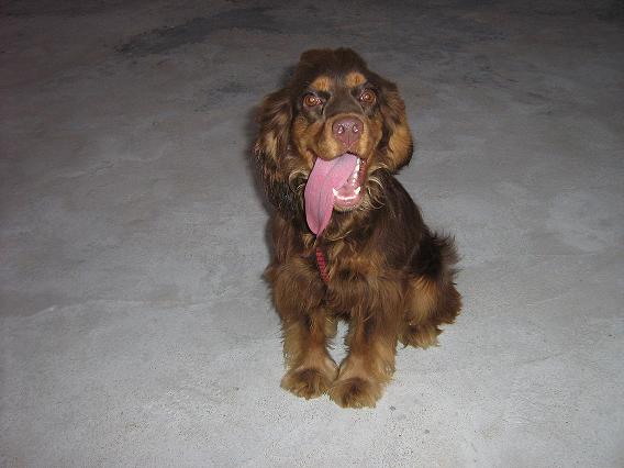 免费送成年可卡-猫狗交易-北海365网(beihai365.com)