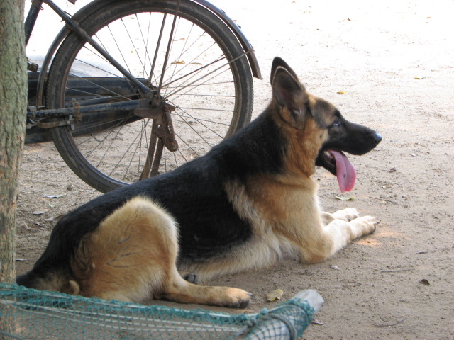 德国牧羊犬趴蹄图片图片