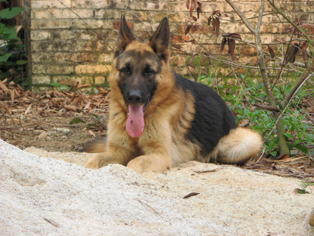 出售:一条成年公德牧,无证,趴蹄