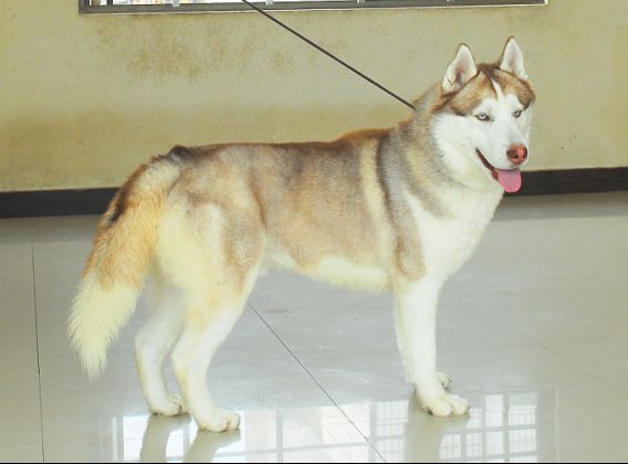 出售:哈士奇-黄金眼血系-30天宝宝pp,还有古牧宝宝预定!