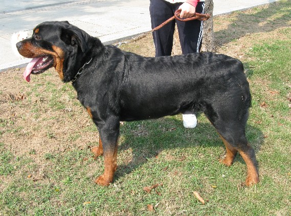 配种:洛威霸王.