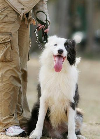 出售成年公边牧一条,骨骼粗,毛量好,海盗脸! 无时间照顾出售.