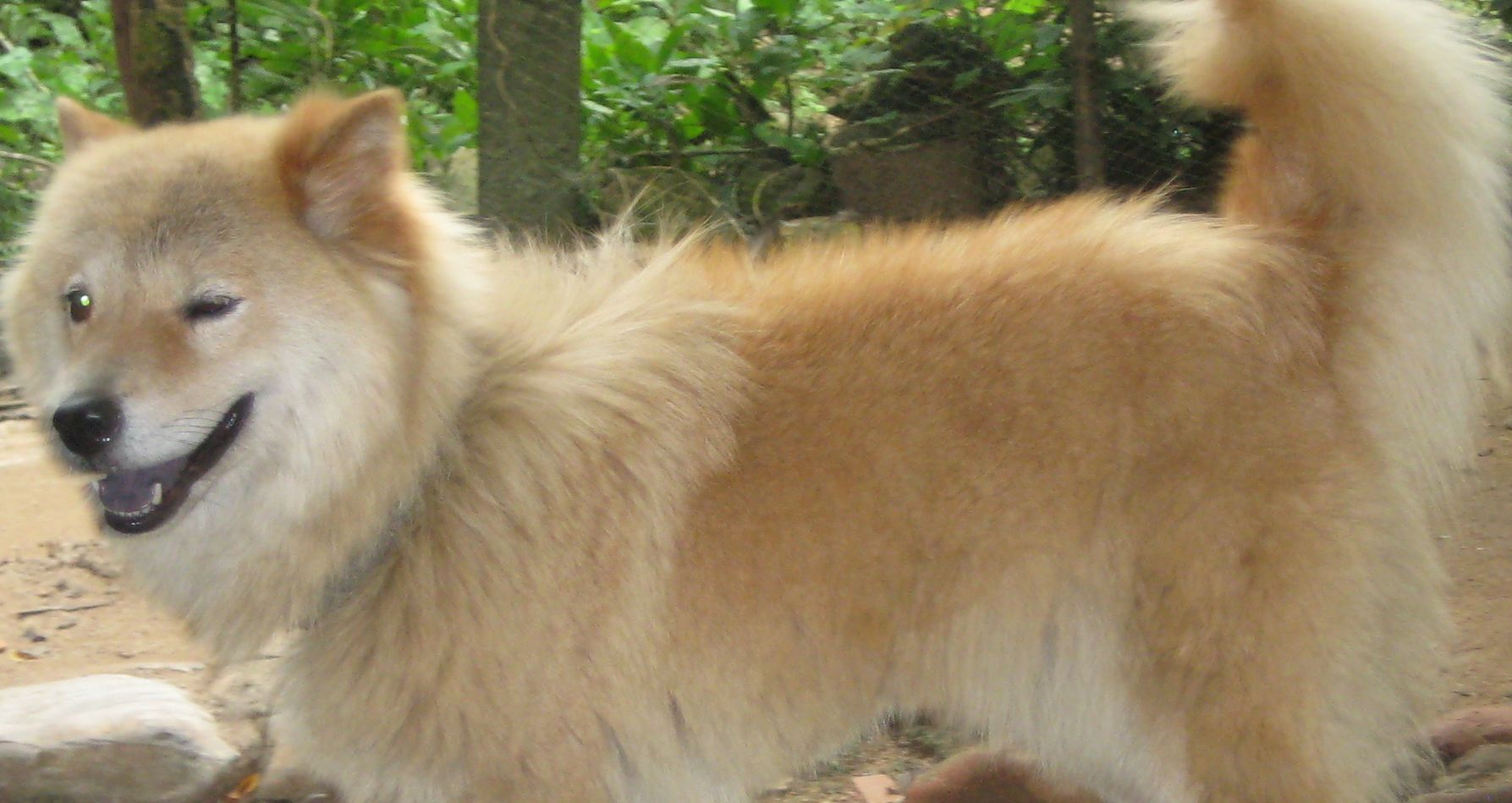 出售:一条奶黄色成年萨摩狗