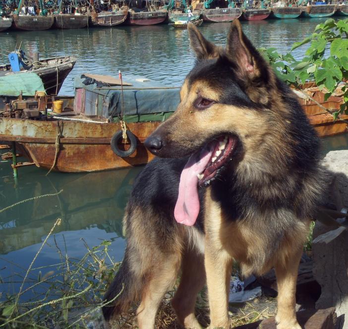 出售中长毛狼(公)和昆明狼(母)