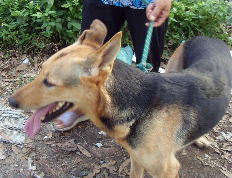 出售中长毛狼(公)和昆明狼(母)