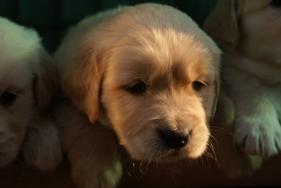 出售家养纯种金毛冠军后代幼犬,骨架大毛量多尾根粗!(已售完)