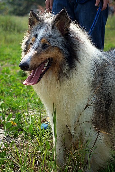 陨石苏格兰牧羊犬种公对外借配!