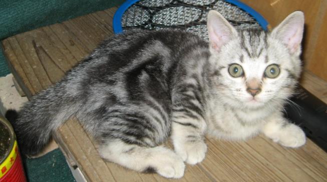 65天的美国短毛猫50天的苏格兰折耳虎斑猫