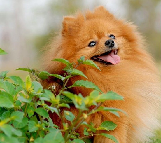 转让:黄色博美一只