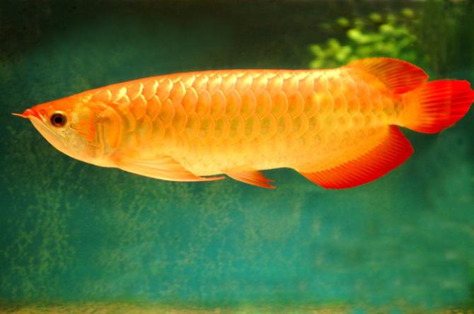 晒晒朋友家以前养的红金龙.(实物图)